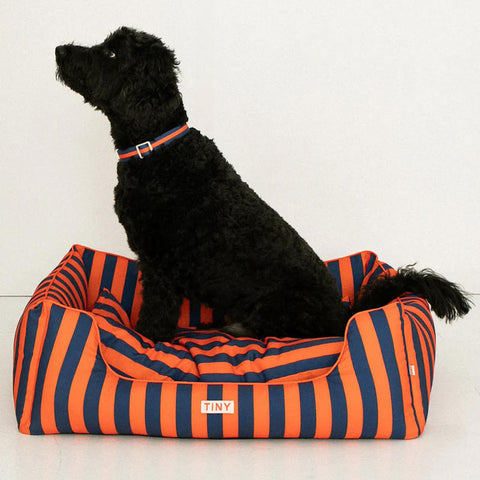 【drop2】TINYCOTTONS / タイニーコットンズ 2026AW - Pets Collection - STRIPES ADJUSTABLE COLLAR  犬用首輪、カラー