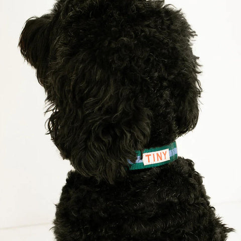 【drop2】TINYCOTTONS / タイニーコットンズ 2026AW - Pets Collection - STRIPES ADJUSTABLE COLLAR  犬用首輪、カラー