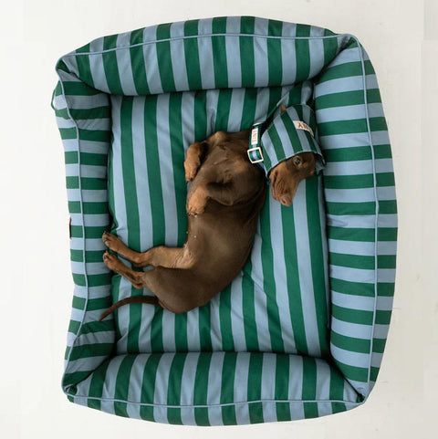 【drop2】TINYCOTTONS / タイニーコットンズ 2026AW - Pets Collection - STRIPES ADJUSTABLE COLLAR  犬用首輪、カラー